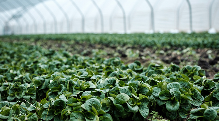 Pompe per l'agricoltura | Viessepompe